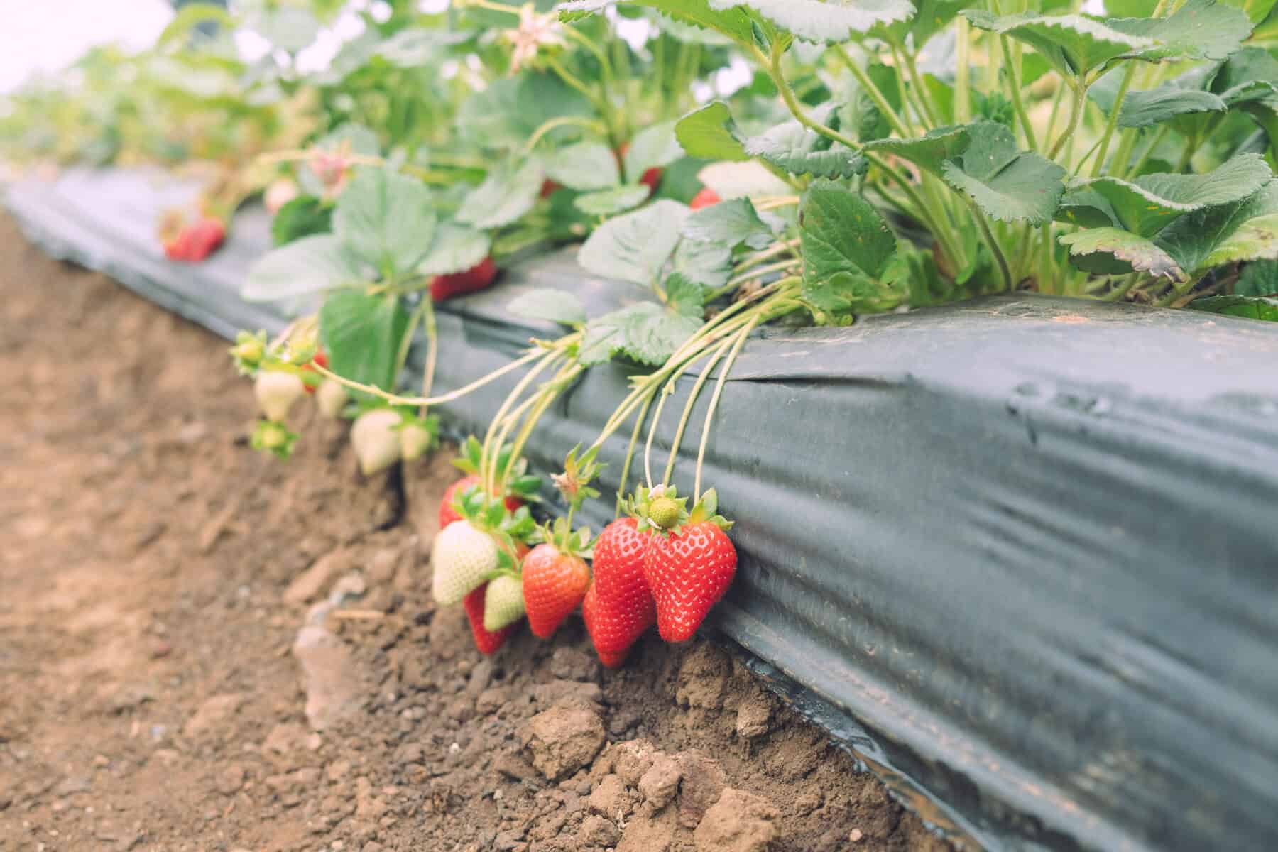 Kenny’s Strawberry Farm,細雨裡的草莓採果記