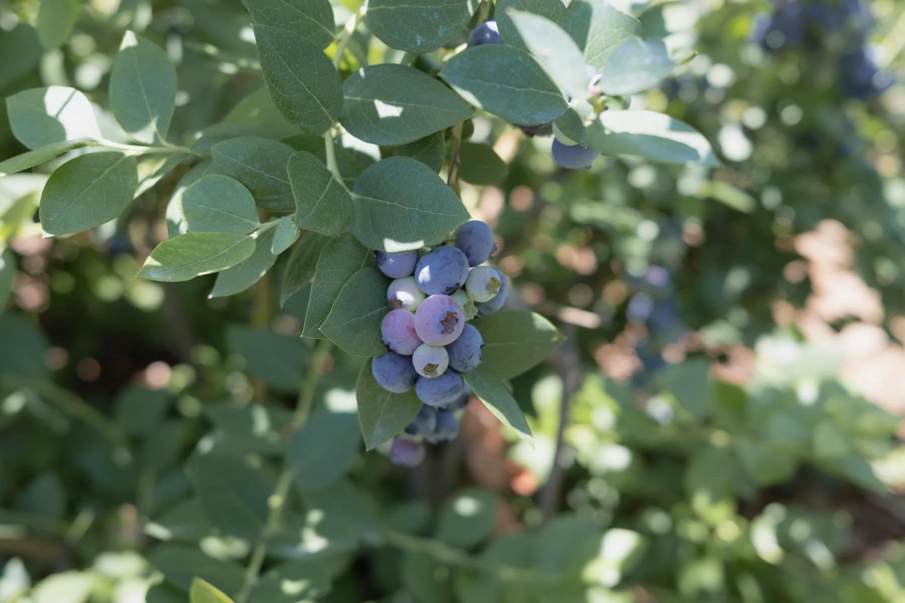 旅遊日記 | 夏日 Temecula Berry Co 藍莓採果記