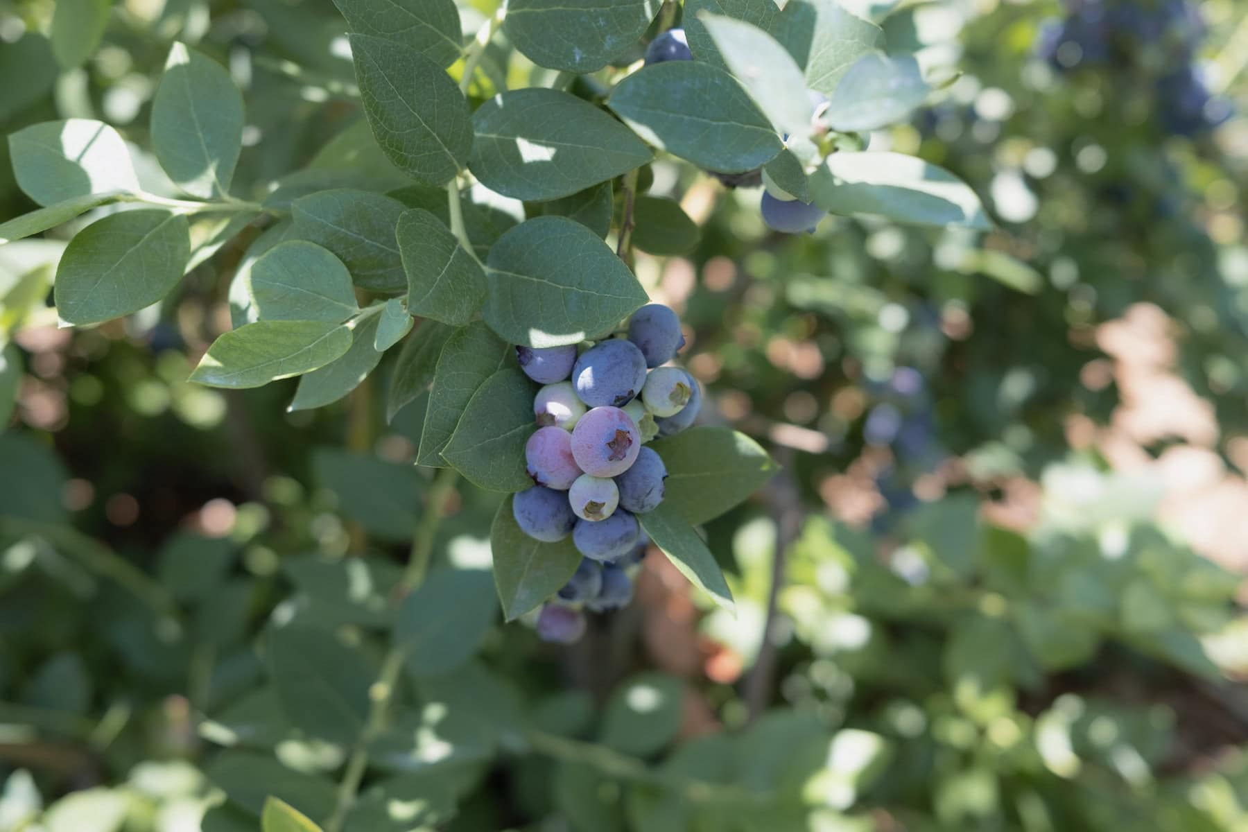 Temecula Berry Co,南加州夏日藍莓採果記